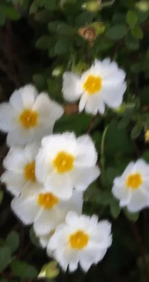 Perfume Oil - Sweet Surrender, 10ml