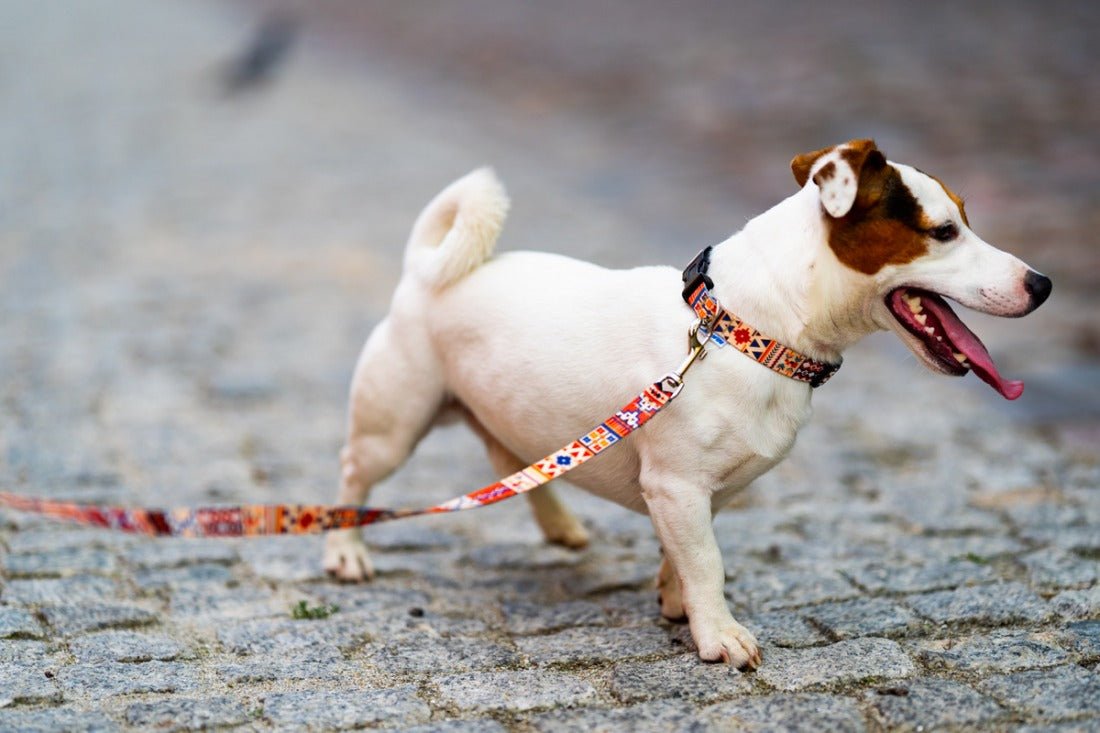 Koppel för Hund - Organic Lifestyle