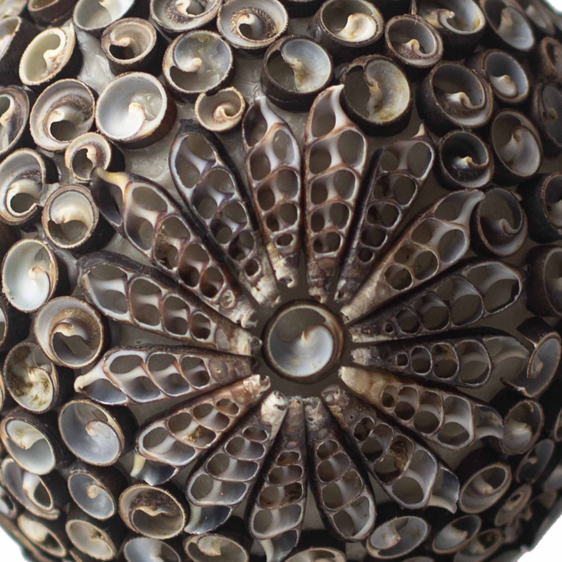 Boho Snäckskallampa - Choklad Twist, Fyrkantig - 15cm