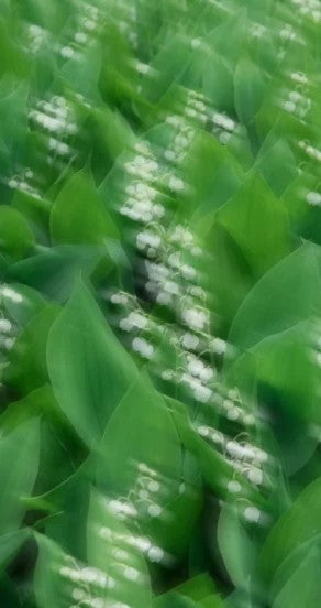 Body Oil - Mellow Pitch, 100ml