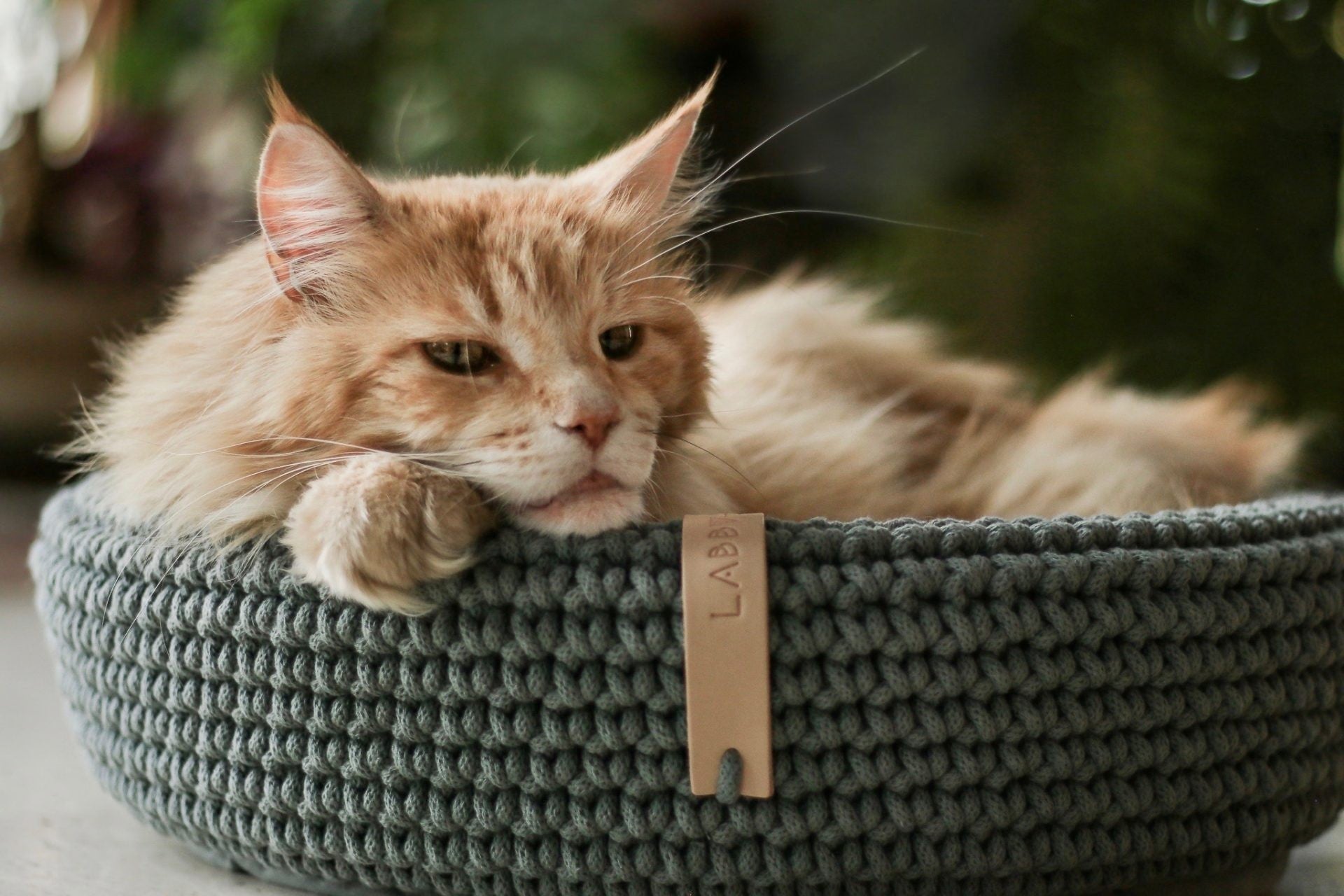 Coco Dog/Cat Bed - Green - Organic LifestyleCoco Dog/Cat Bed - GreenCoco Dog/Cat Bed - Green LabbvennOrganic Lifestyle5907614620653