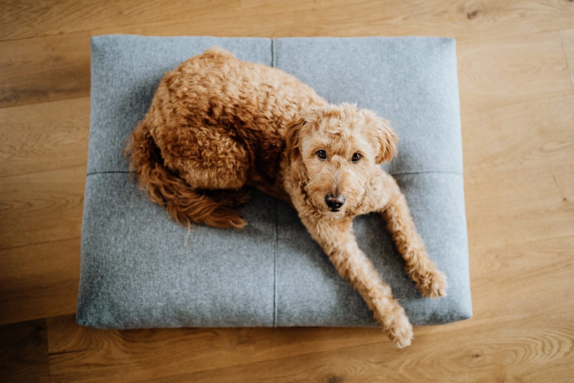 Finno Cushion - Anthracite - Organic LifestyleFinno Cushion - AnthraciteFinno Cushion - Anthracite LabbvennOrganic Lifestyle5907614621087S