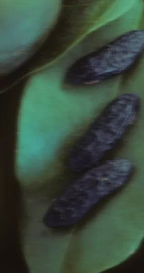 Hand Cream - Sweet Surrender, 75g