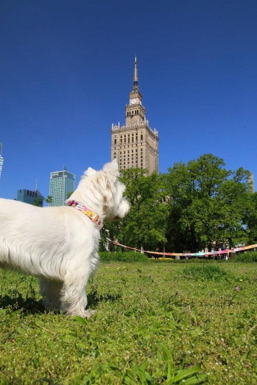 Leash – Travel