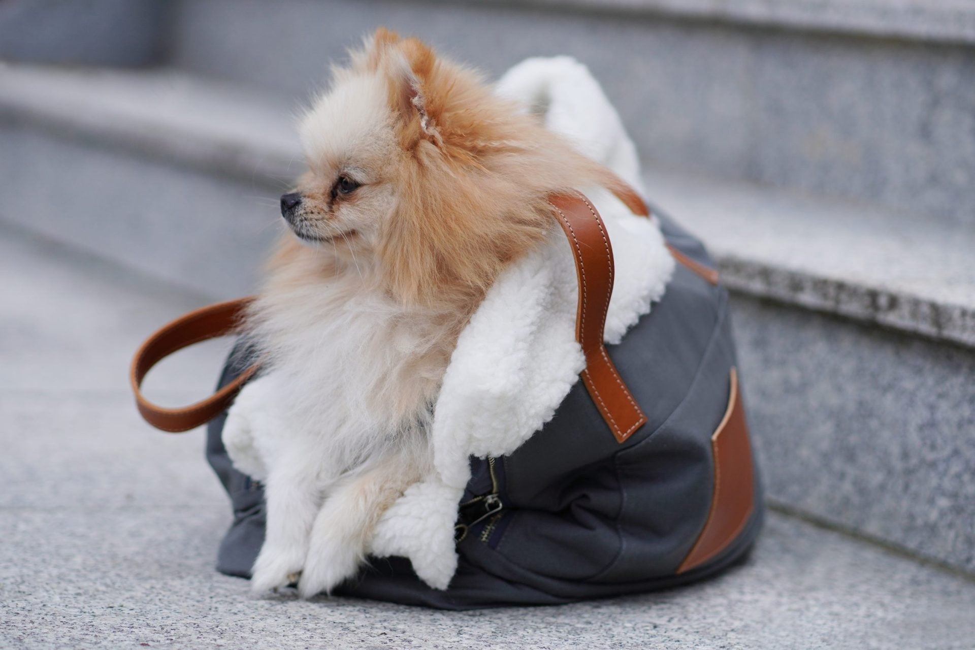 Liiva - Hundbärväska och personlig väska - Grå - Organic LifestyleLiiva - Hundbärväska och personlig väska - GråLiiva Dog Carrier & Personal Bag - Grey LabbvennOrganic Lifestyle5907614621216