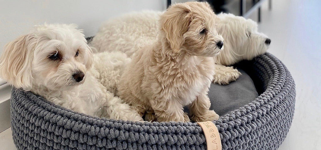 Lukko Dog Bed - Anthracite - Organic LifestyleLukko Dog Bed - AnthraciteLukko Dog Bed - Anthracite LabbvennOrganic Lifestyle5907614620684