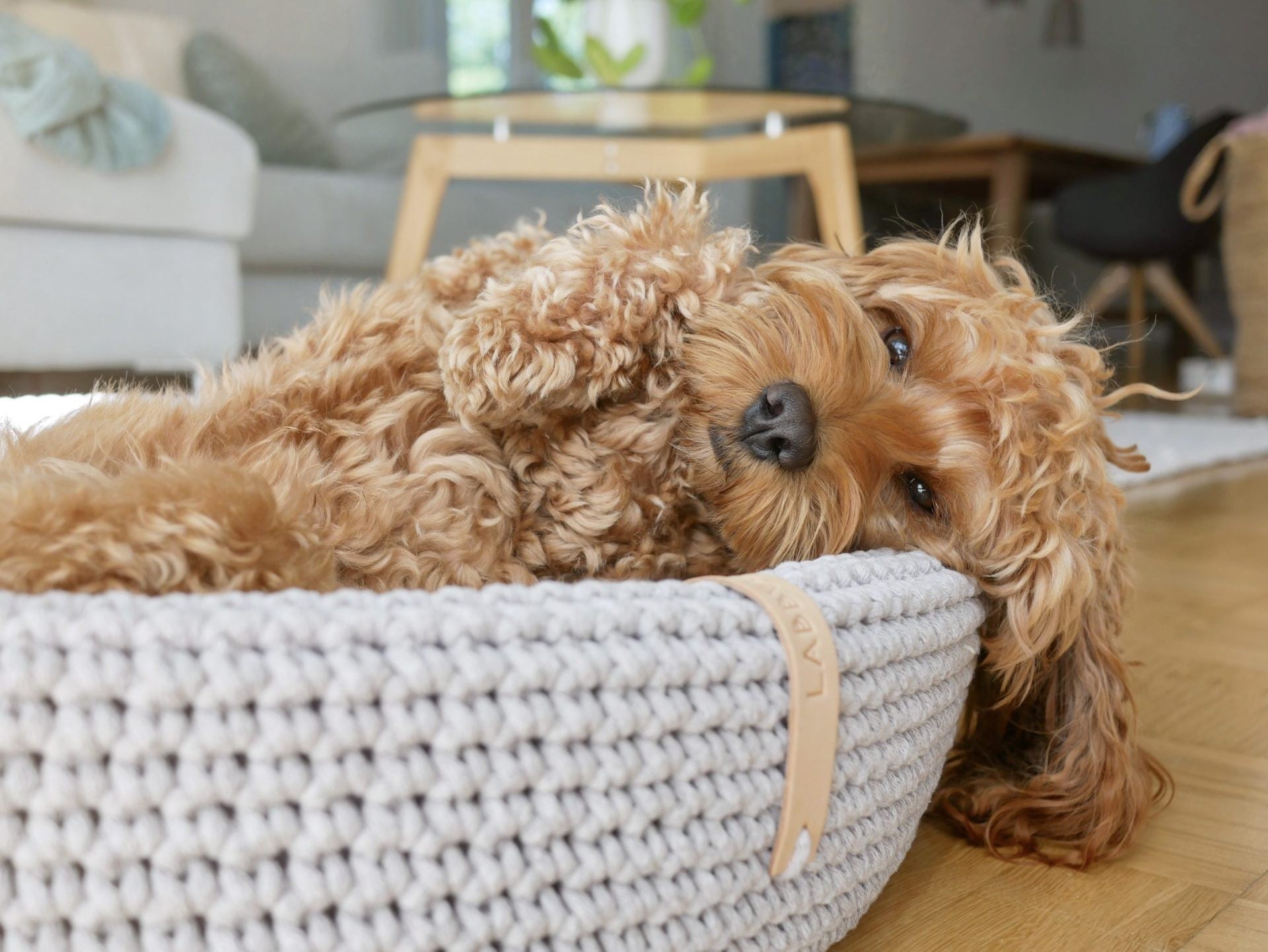 Lukko Dog Bed - Light Grey - Organic LifestyleLukko Dog Bed - Light GreyLukko Dog Bed - Light Grey LabbvennOrganic Lifestyle5907614620707