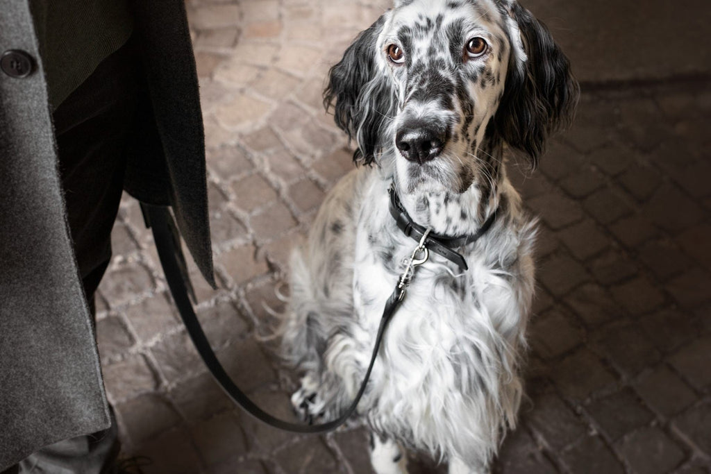 Lussa Leash - Black - Organic LifestyleLussa Leash - BlackLussa Leash - Black LabbvennOrganic Lifestyle5907614620912