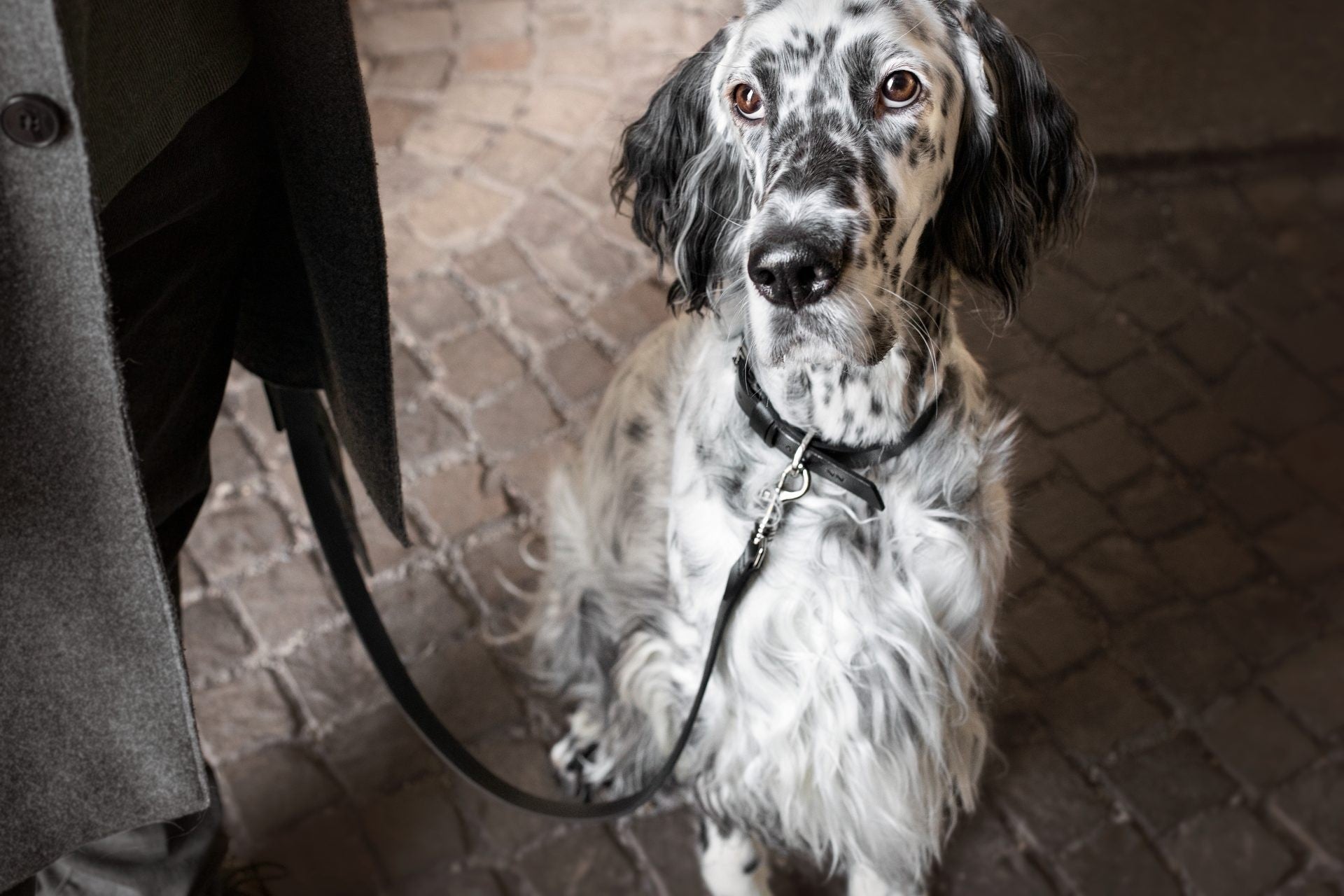 Lussa Leash - Black - Organic LifestyleLussa Leash - BlackLussa Leash - Black LabbvennOrganic Lifestyle5907614620912