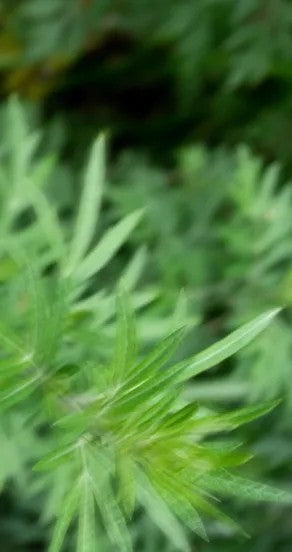 Perfume Oil - Spring Of Youth, 10ml