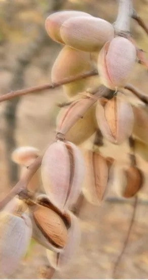 Perfume Oil - Sweet Surrender, 10ml