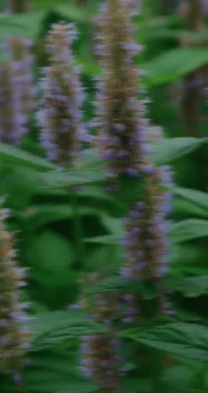 Spray Perfume - Temple of Sensus, 15ml, 50ml