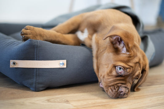 Stokke Dog Bed - Grey - Organic LifestyleStokke Dog Bed - GreyStokke Dog Bed - Grey LabbvennOrganic Lifestyle5907614620301S