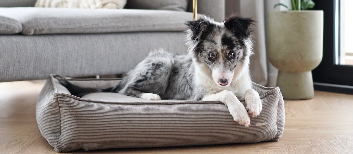 Strippo Dog Bed - Mokka - Organic LifestyleStrippo Dog Bed - MokkaStrippo Dog Bed - Mokka LabbvennOrganic Lifestyle5907614621735S